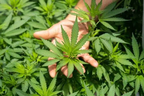 Peut-on se lancer dans le business du CBD en autoentrepreneur ?