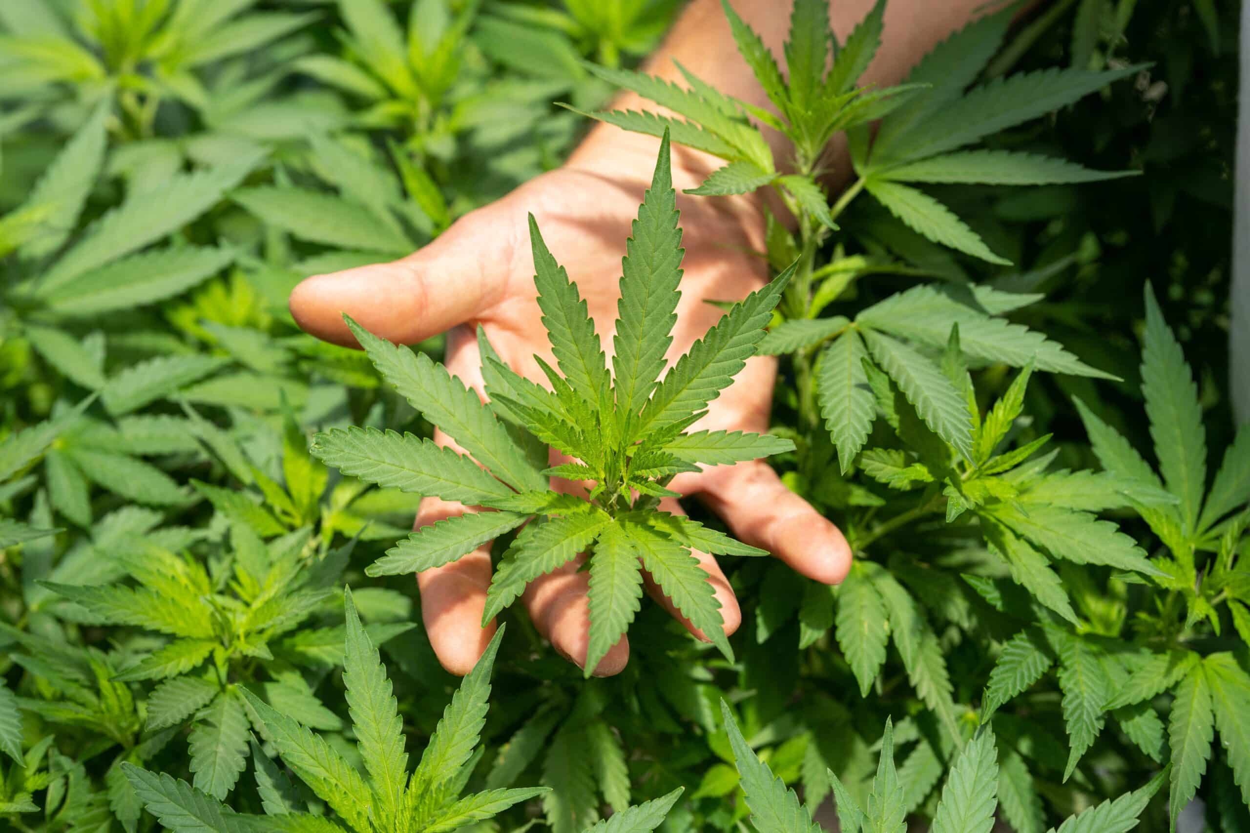 Peut-on se lancer dans le business du CBD en autoentrepreneur ?