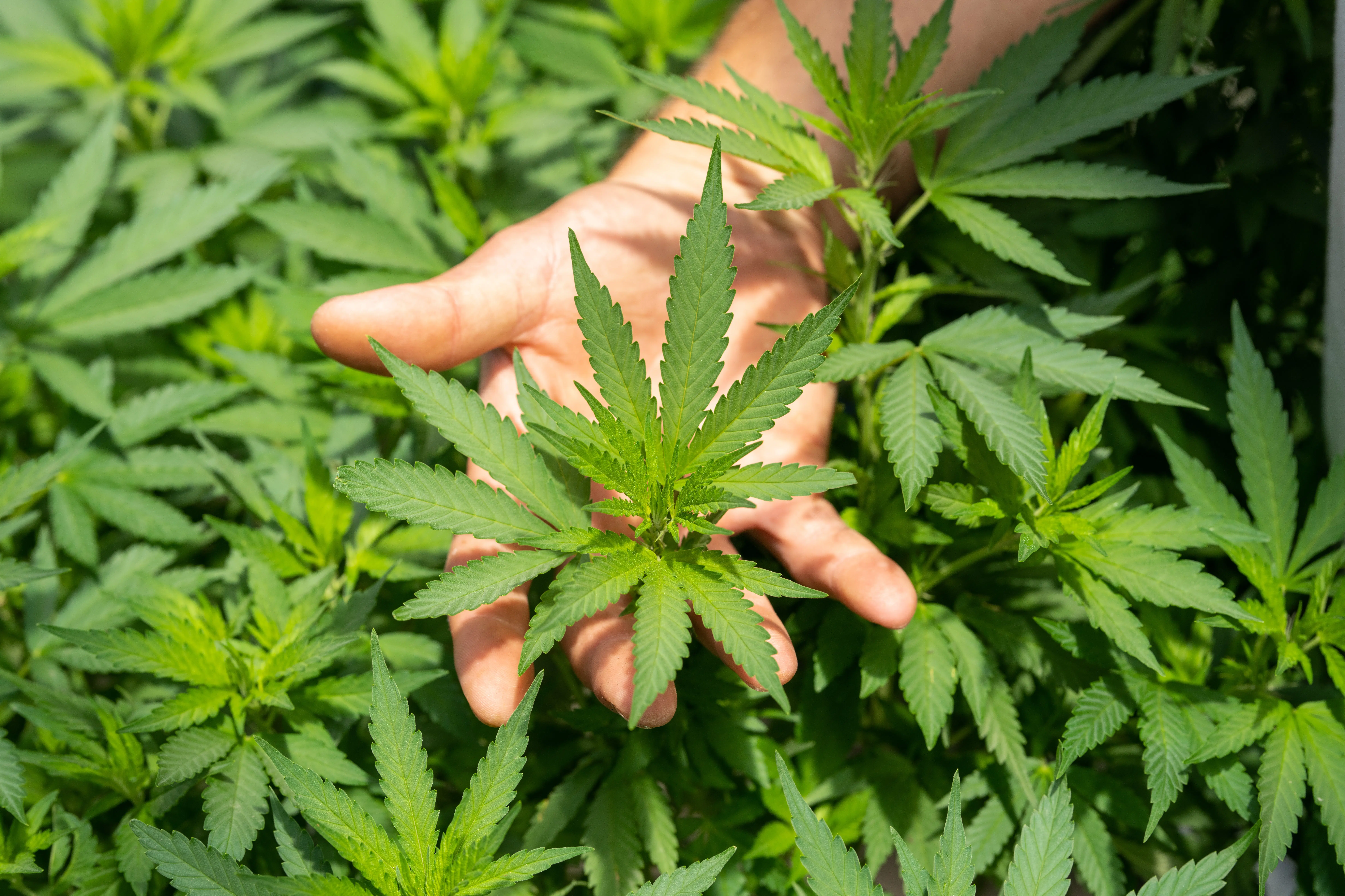 Peut-on se lancer dans le business du CBD en autoentrepreneur ?